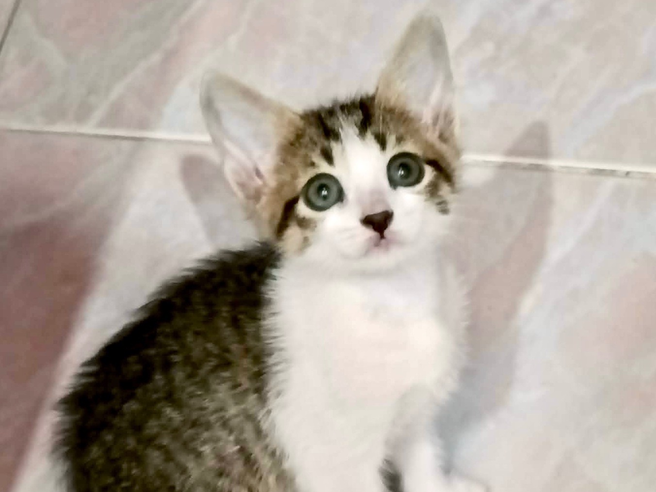 Adozione gatto, maschio, Razza sconosciuta Razza sconosciuta, 1 settimana, taglia non valida, Catanzaro