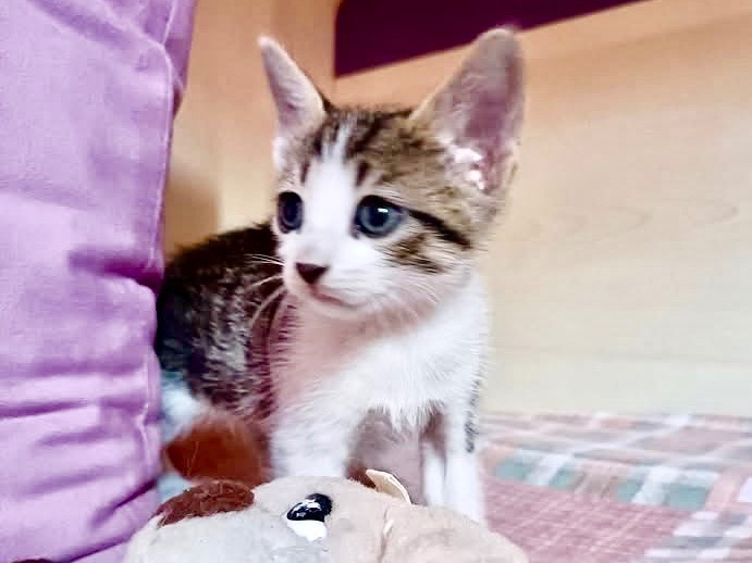 Adotta un gatto, maschio, 1 settimana, Catanzaro