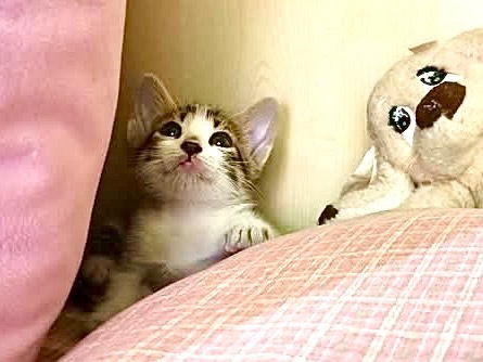 Adotta un gatto, taglia non valida, maschio, Catanzaro