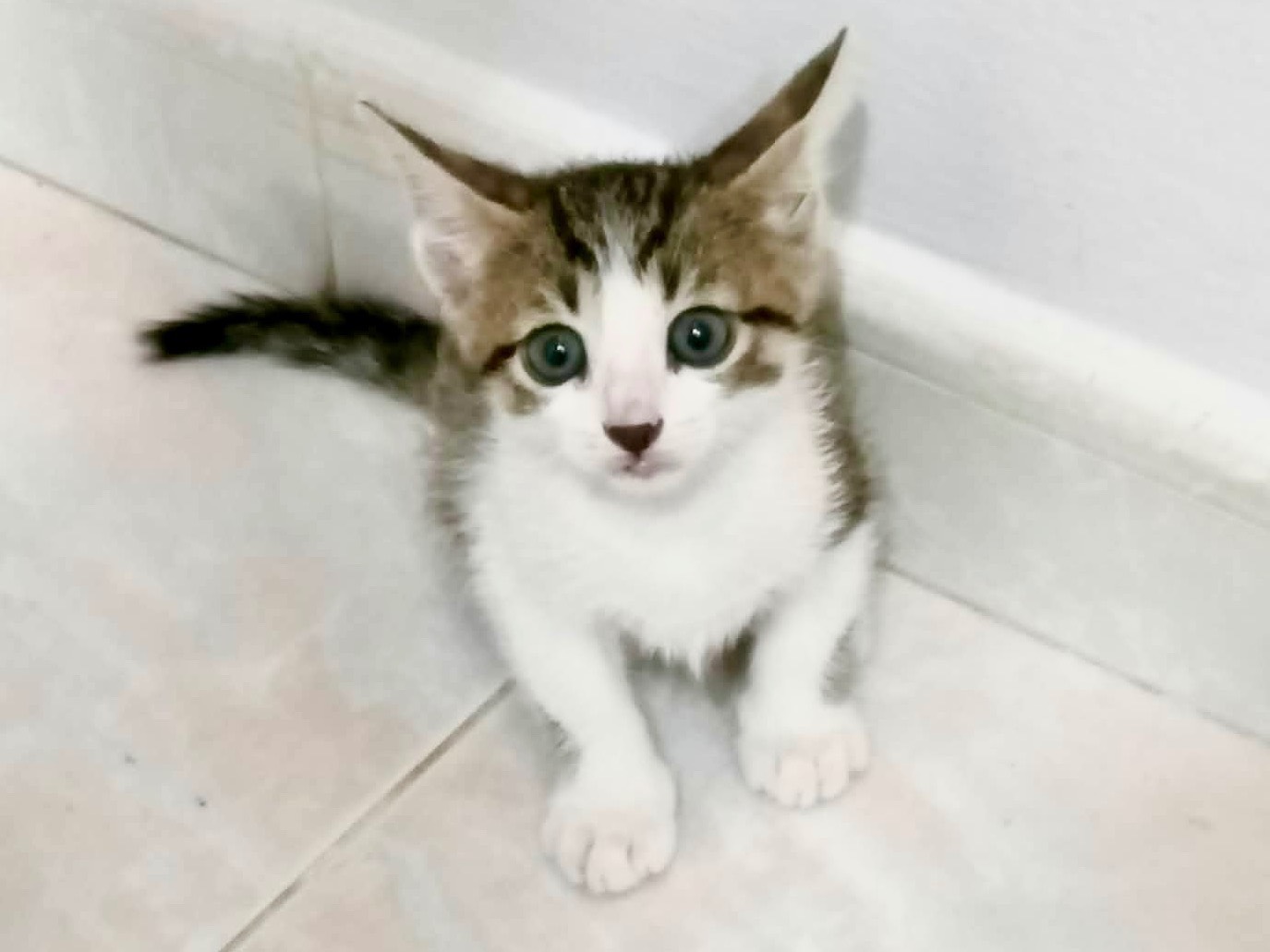 Vuoi adottare un gatto a Catanzaro?