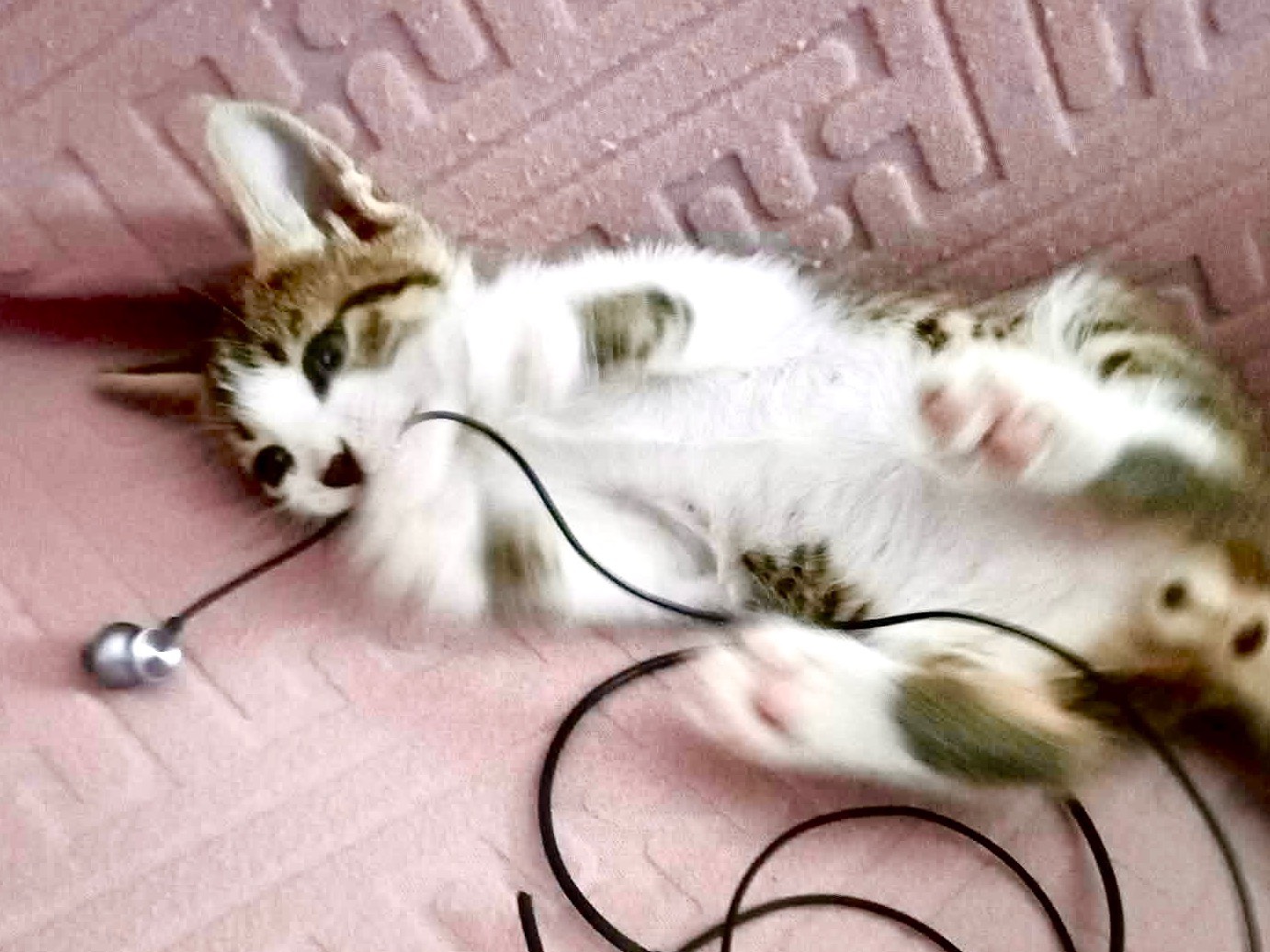 Adotta il gatto Yuri a Catanzaro