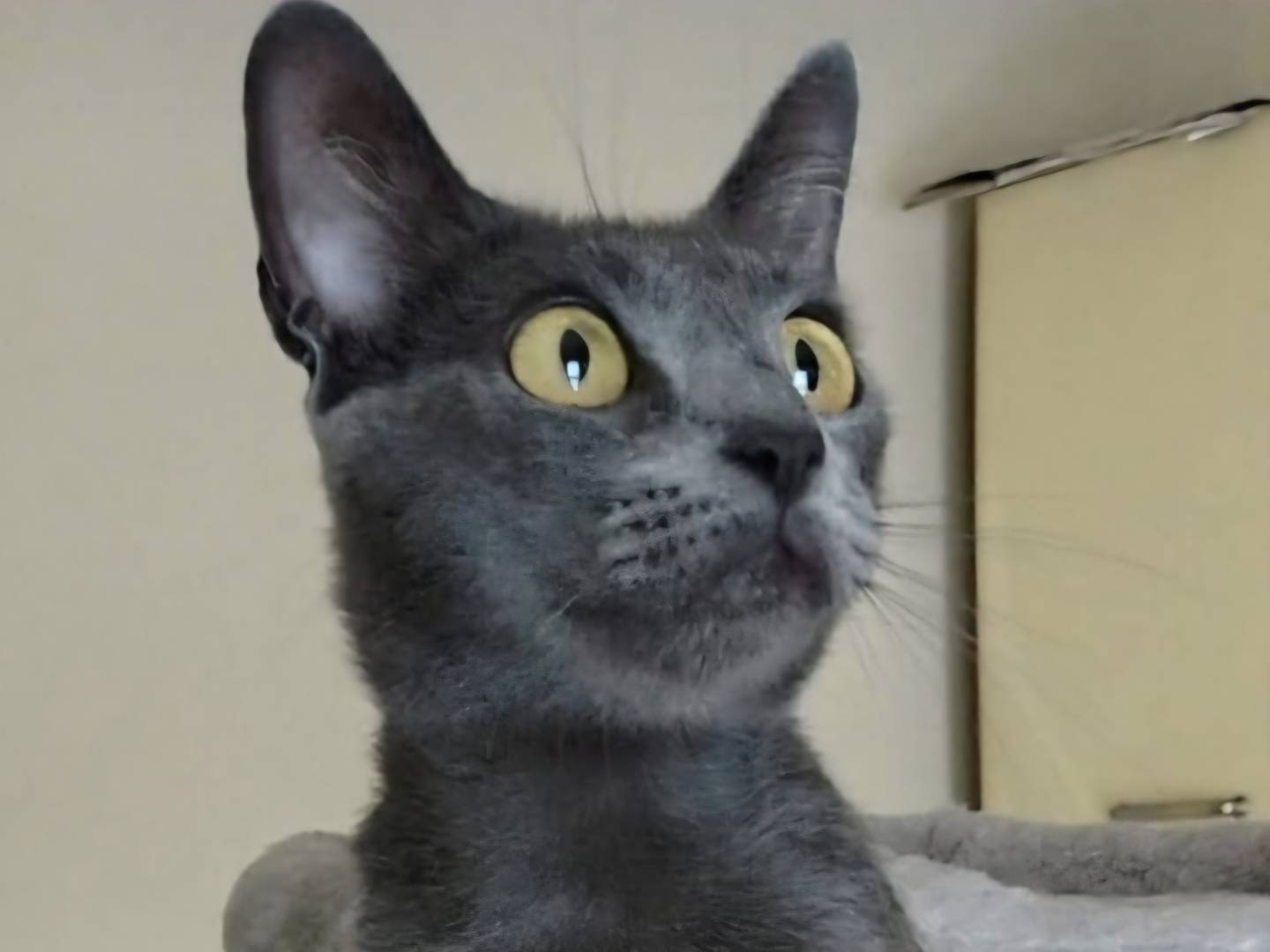 Adozione gatto, femmina, Razza sconosciuta Razza sconosciuta, 1 anno, taglia non valida, Reggio