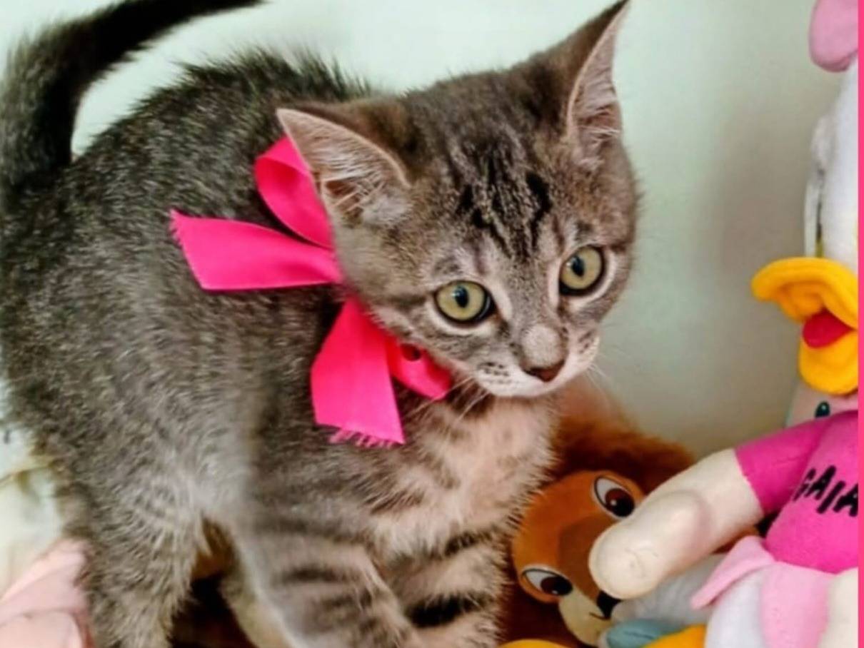Adozione gatto, femmina, Razza sconosciuta Razza sconosciuta, 2 mesi, taglia non valida, Reggio