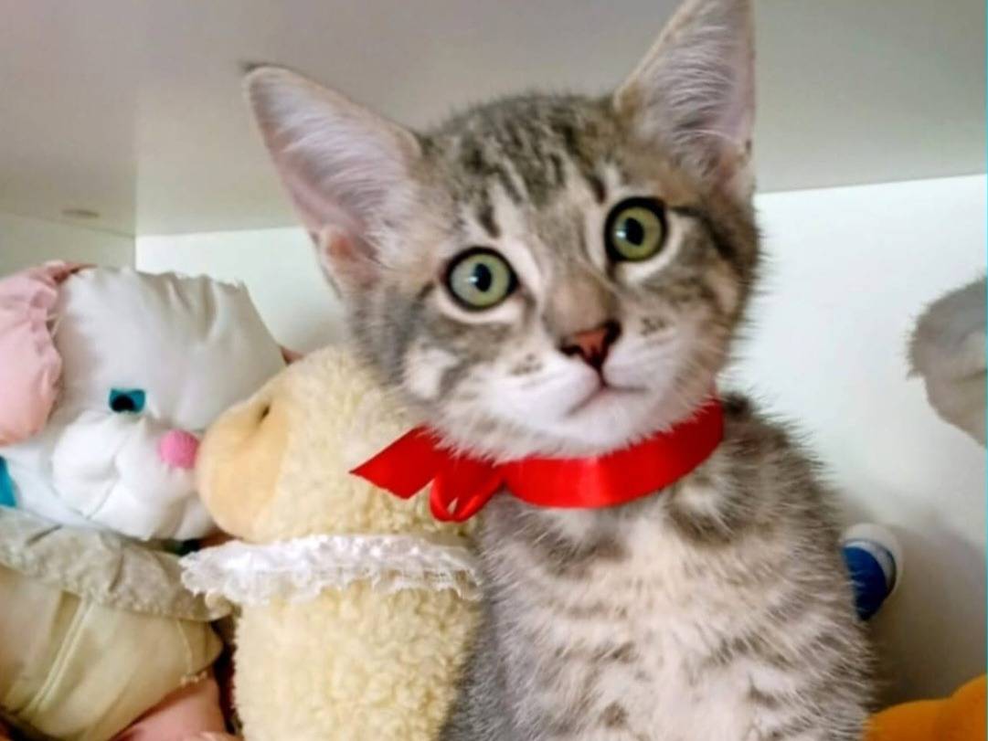 Adozione gatto, femmina, Razza sconosciuta Razza sconosciuta, 2 mesi, taglia non valida, Reggio