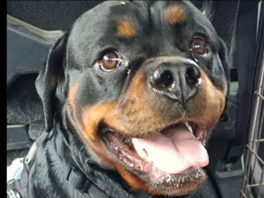 Adozione cane, femmina, Rottweiler Razza sconosciuta, 1 anno e 6 mesi, taglia grande, Roma