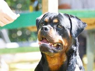 Adotta un cane, femmina, 1 anno e 6 mesi, Roma