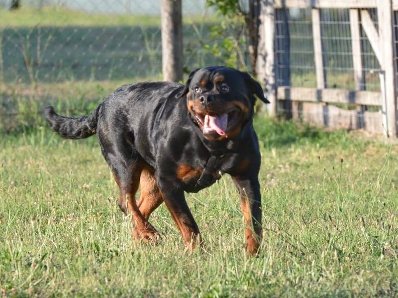 Adotta un cane, taglia grande, femmina, Roma