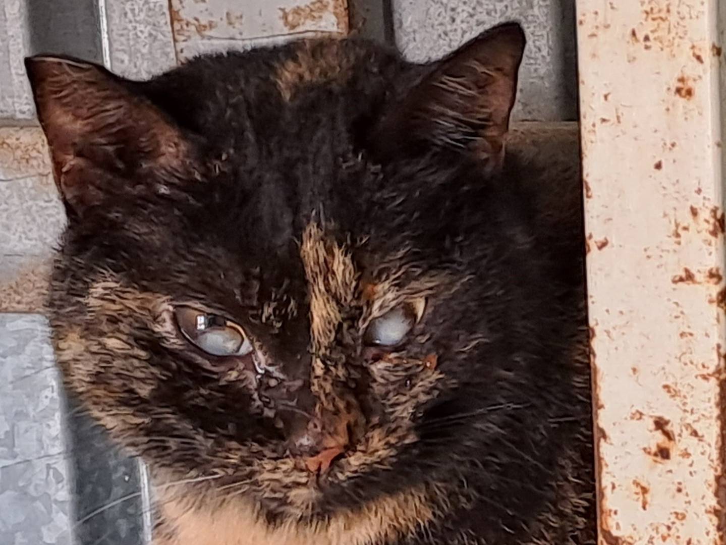 Adozione gatto, femmina, Razza sconosciuta Razza sconosciuta, 4 anni e 5 mesi, taglia non valida, Genova