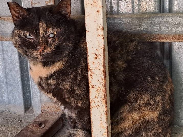 Adotta un gatto, taglia non valida, femmina, Genova