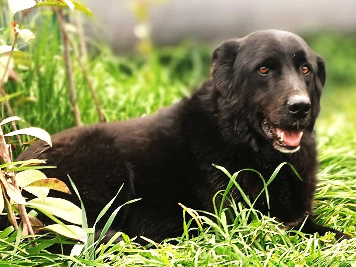 Adozione cane, maschio, Razza sconosciuta Razza sconosciuta, 7 anni e 5 mesi, taglia media, Lodi