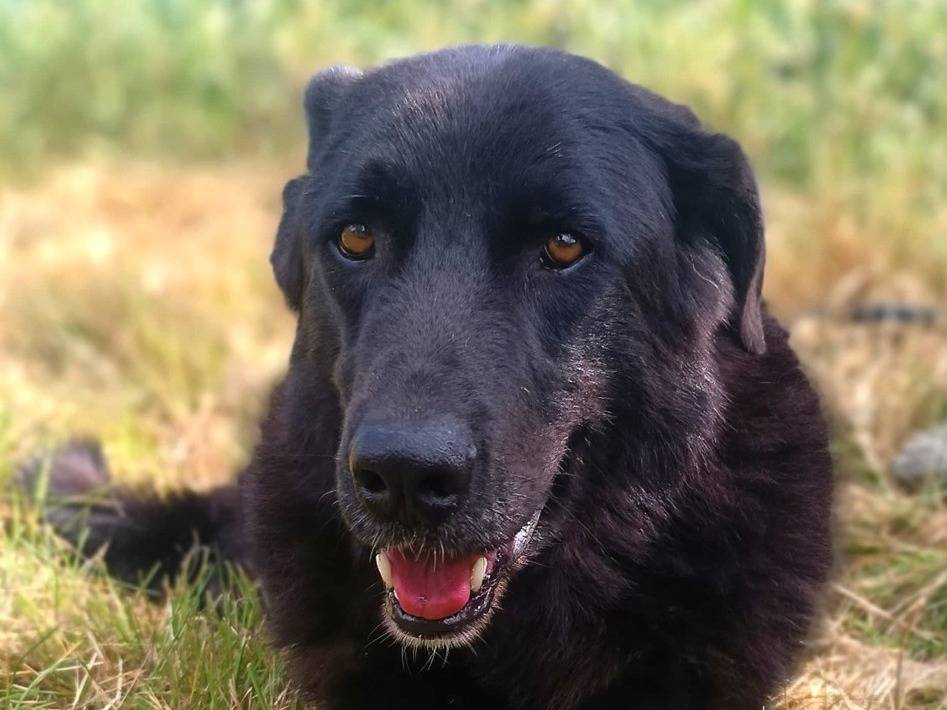Vuoi adottare un cane a Lodi?