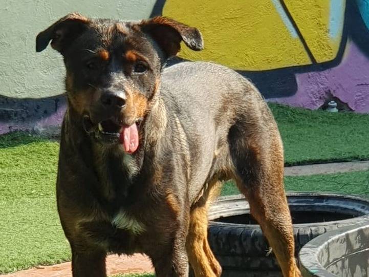 Vuoi adottare un cane a Pavia?