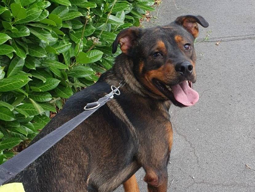 Adotta il cane Tiglio a Pavia