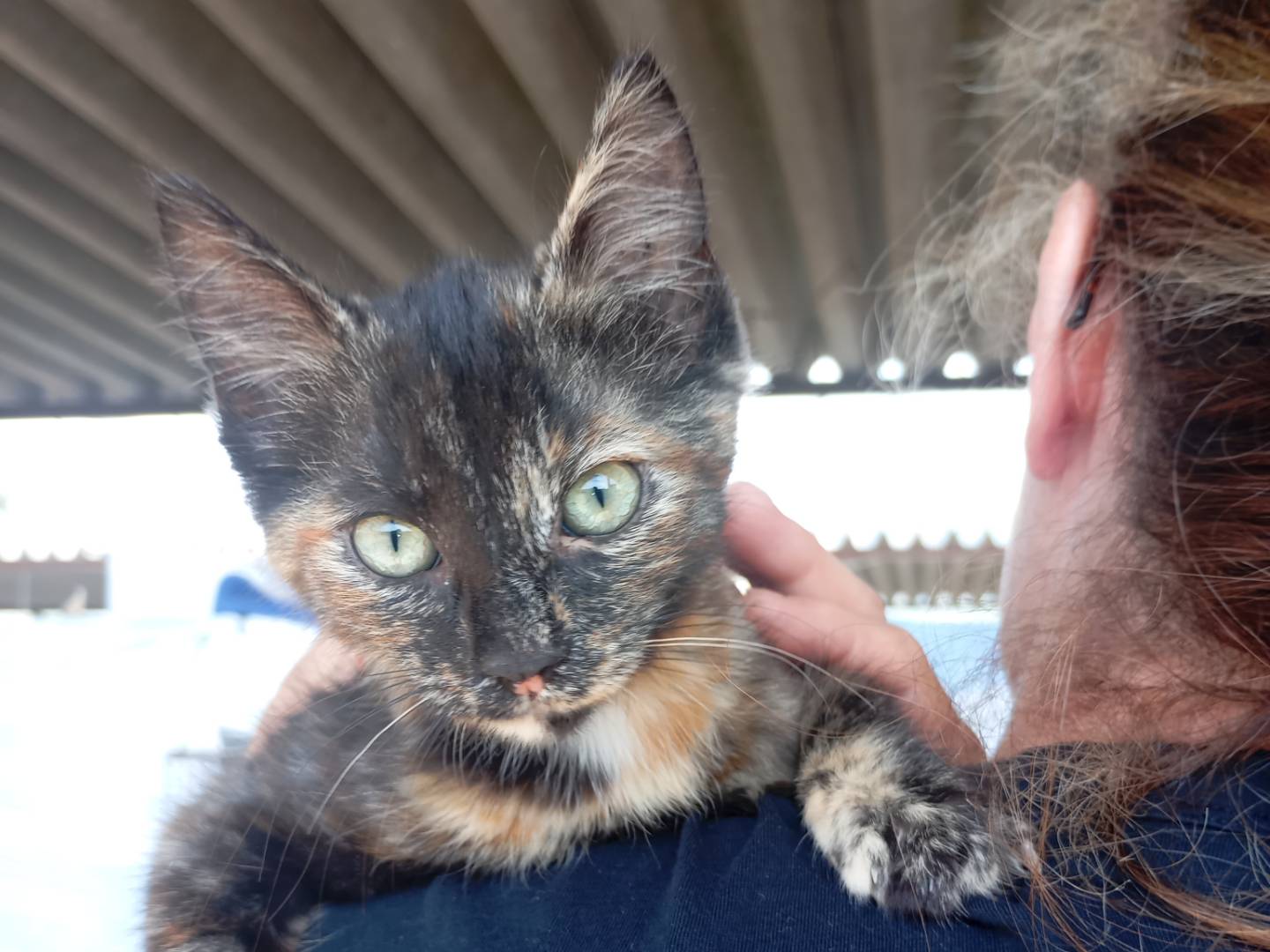 Adotta un gatto, femmina, 3 mesi, Latina