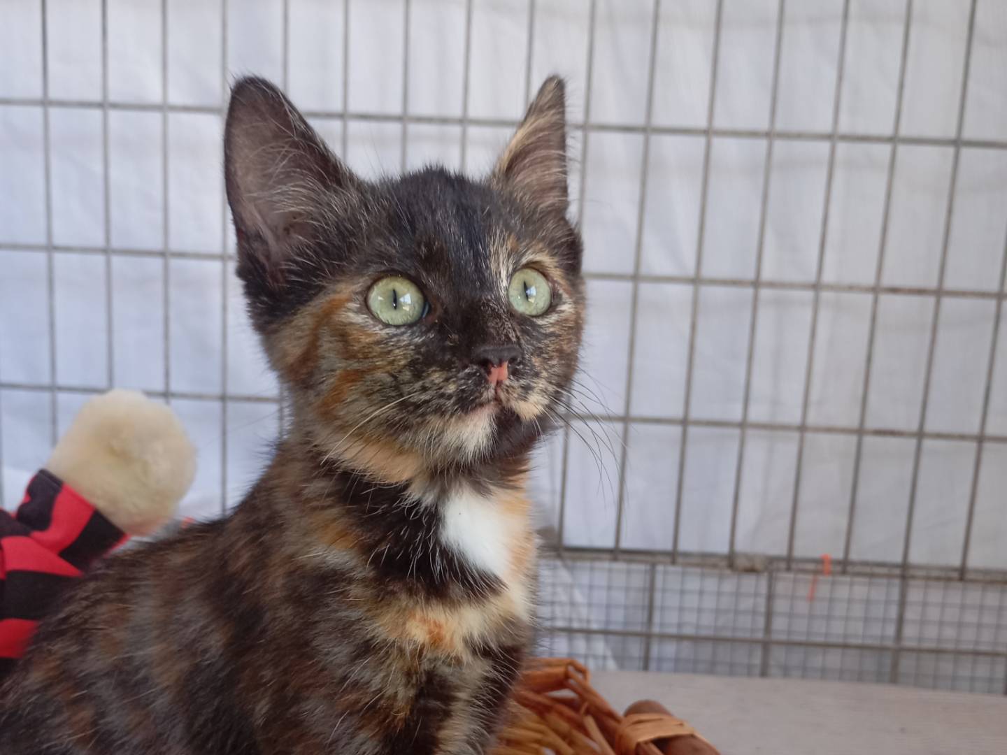 Adozione gatto, femmina, Razza sconosciuta Razza sconosciuta, 3 mesi, taglia non valida, Latina
