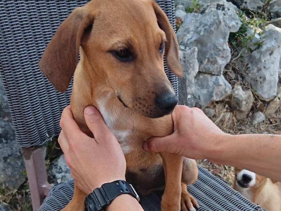 Foto 3 dell'animale