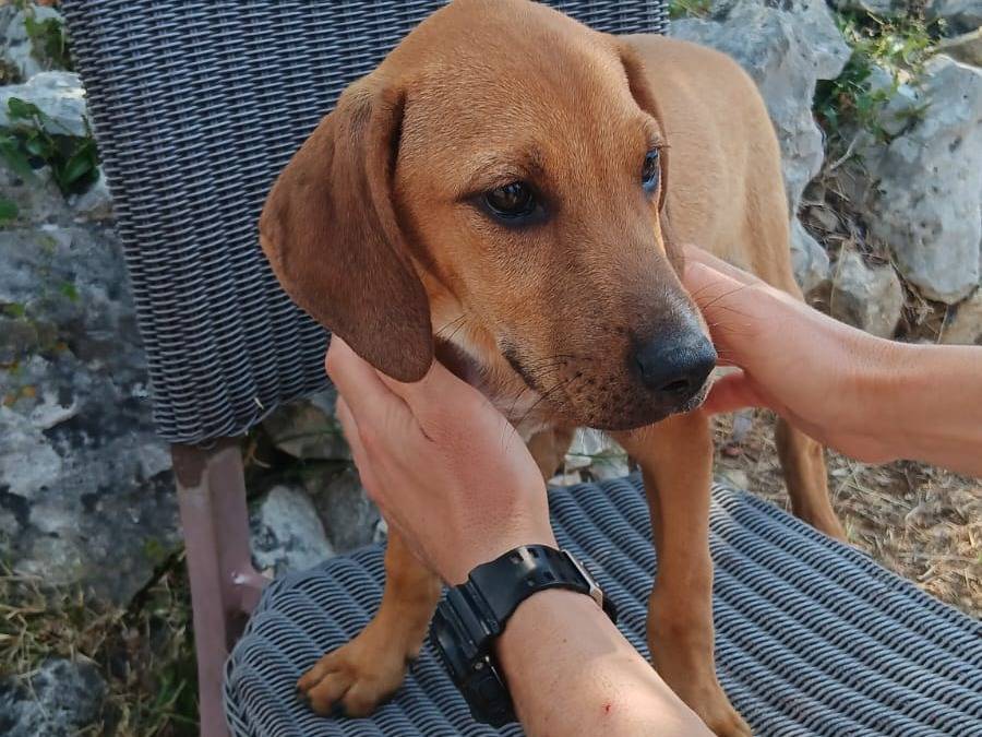 Vuoi adottare un cane a Latina?