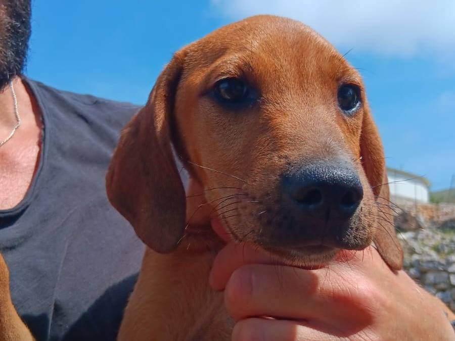 Adotta il cane Toby  a Latina