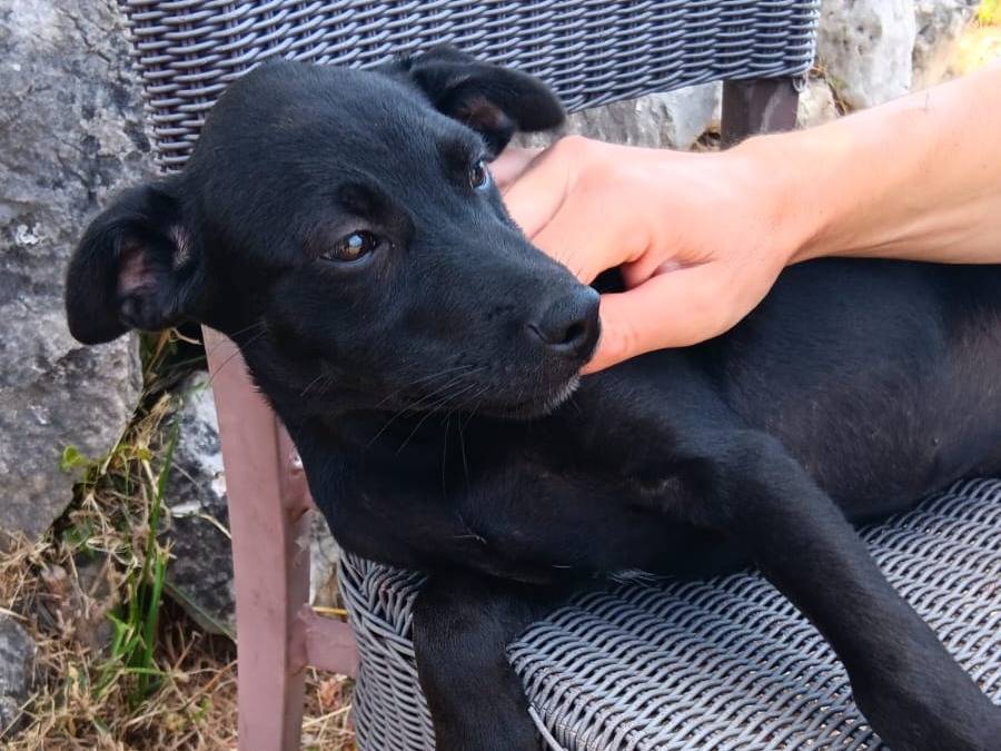 Adozione cane, femmina, Razza sconosciuta Razza sconosciuta, 3 mesi, taglia media contenuta, Latina