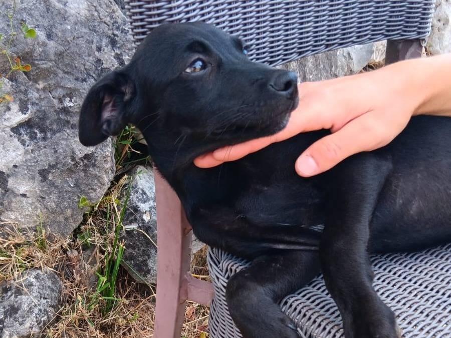 Adotta un cane, femmina, 3 mesi, Latina