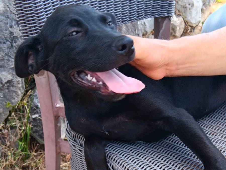 Vuoi adottare un cane a Latina?
