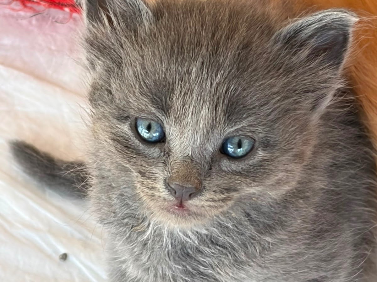 Adozione gatto, maschio, Razza sconosciuta Razza sconosciuta, 1 mesi, taglia non valida, Sassari