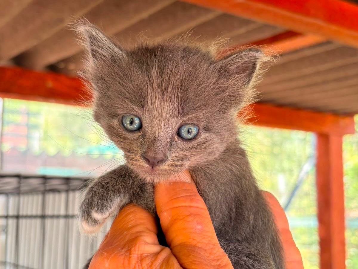 Adozione gatto, maschio, Razza sconosciuta Razza sconosciuta, 1 mesi, taglia non valida, Sassari