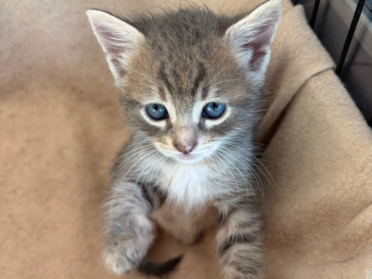 Adozione gatto, femmina, Razza sconosciuta Razza sconosciuta, 1 mesi, taglia non valida, Sassari
