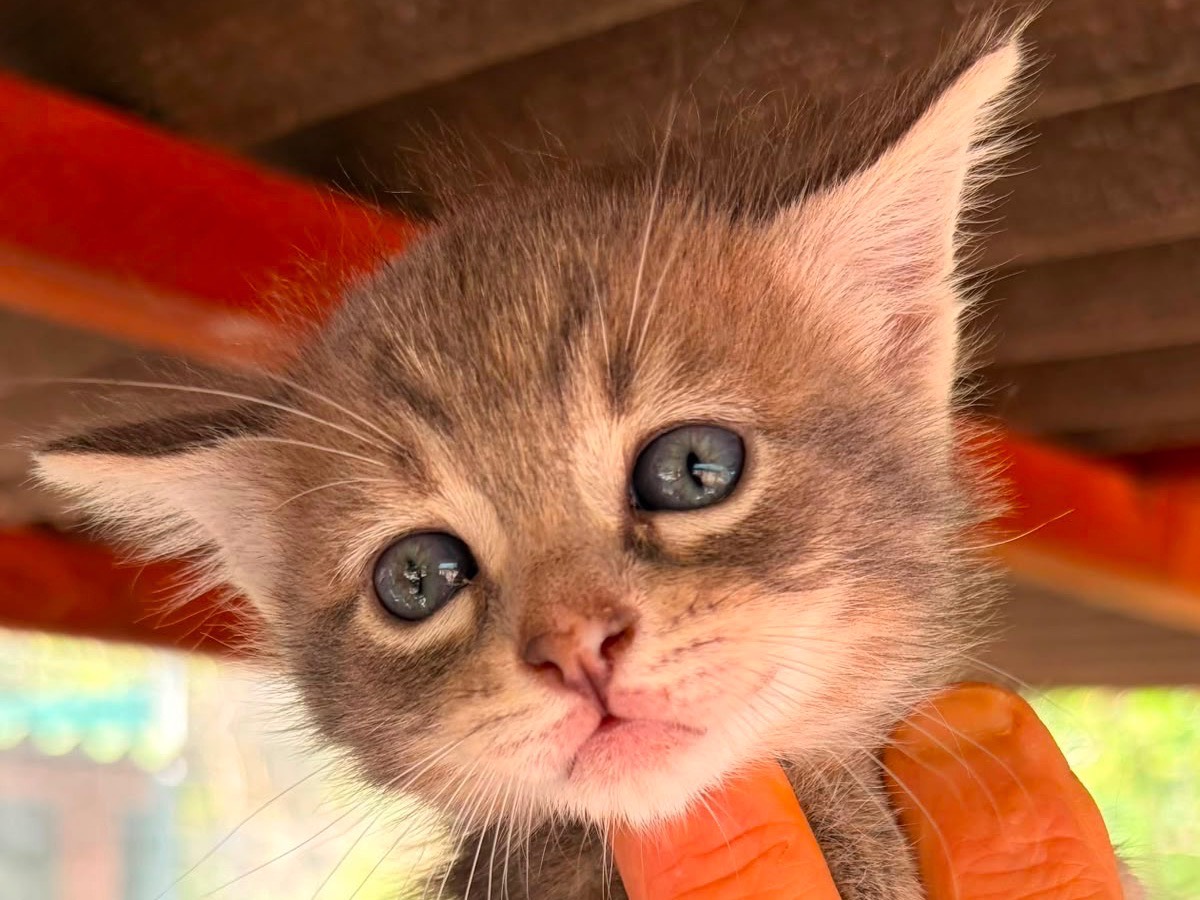 Adotta un gatto, femmina, 1 mesi, Sassari