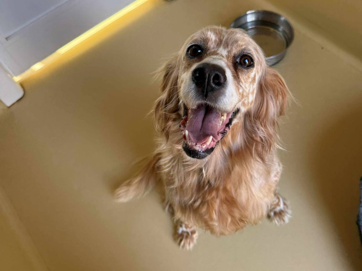 Vuoi adottare un cane a Milano?
