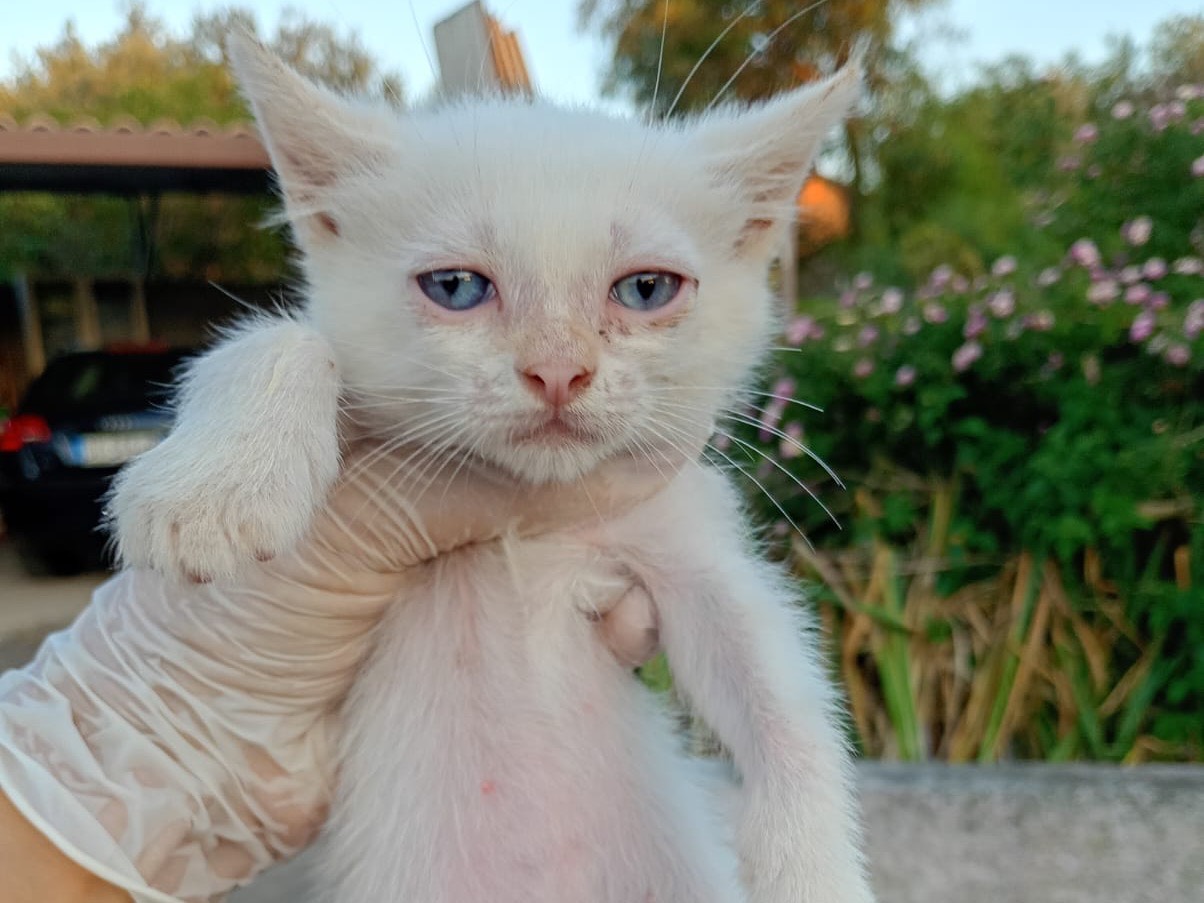 Adozione gatto, maschio, Razza sconosciuta Razza sconosciuta, 2 mesi, taglia non valida, Sassari