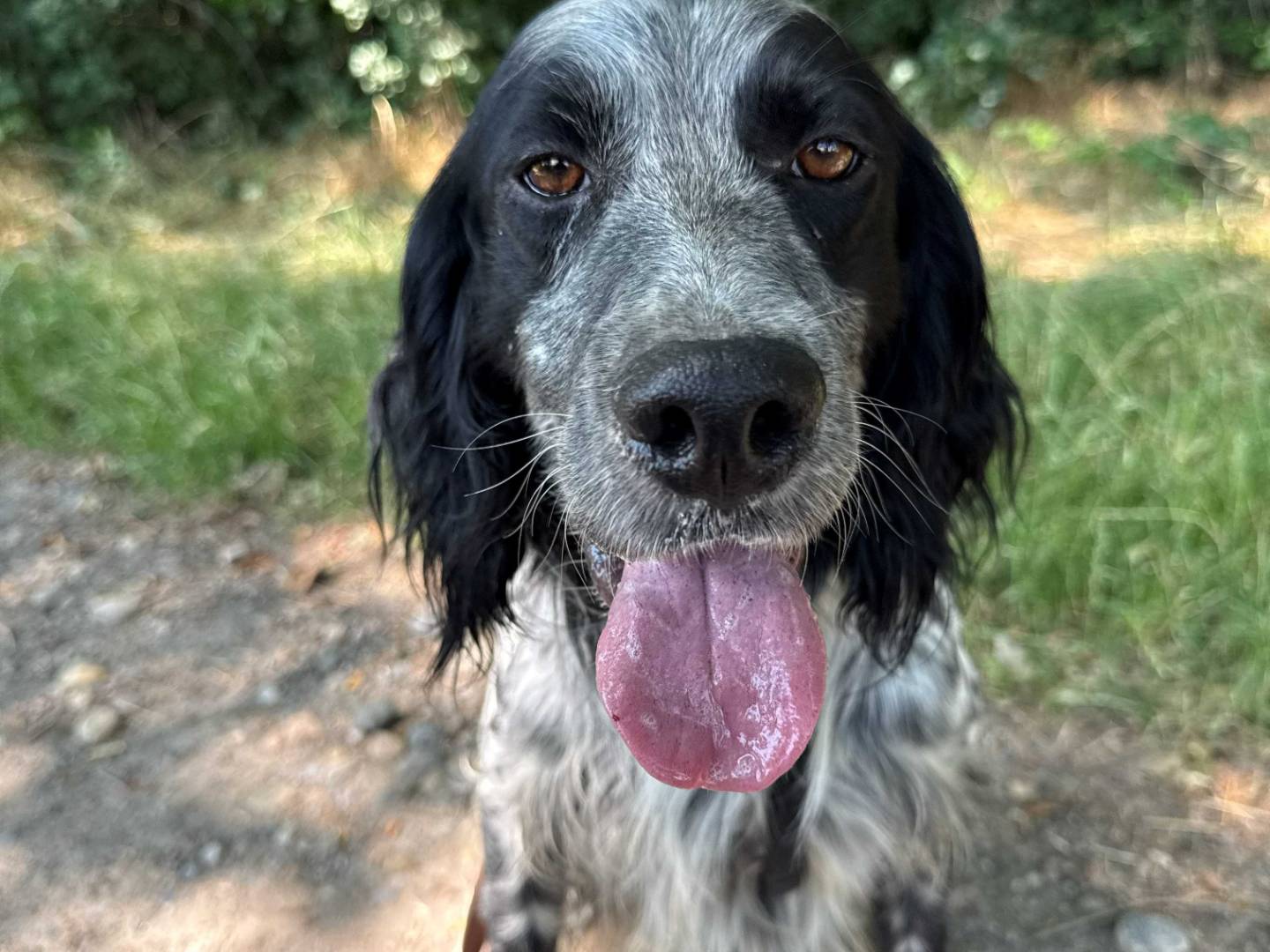 Adotta un cane, maschio, 3 anni e 1 mese, Milano