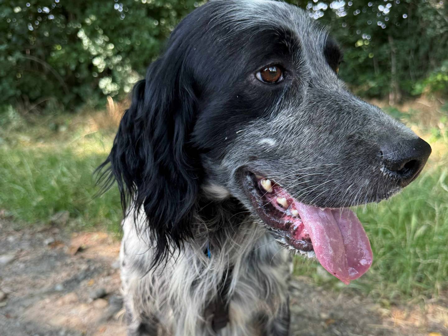 Adotta un cane, taglia media, maschio, Milano