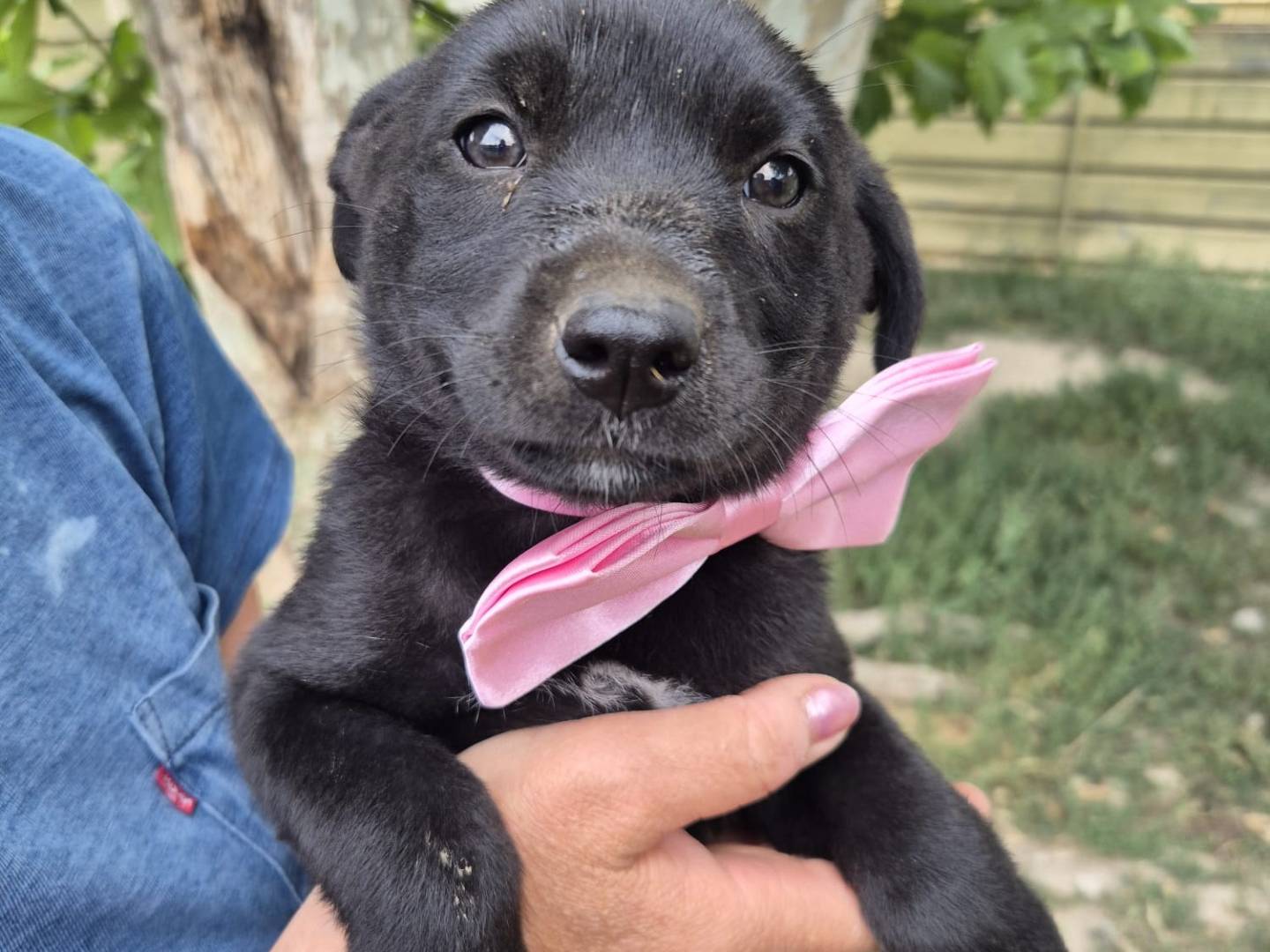 Adozione cane, femmina, Razza sconosciuta Razza sconosciuta, 2 mesi, taglia grande, Napoli