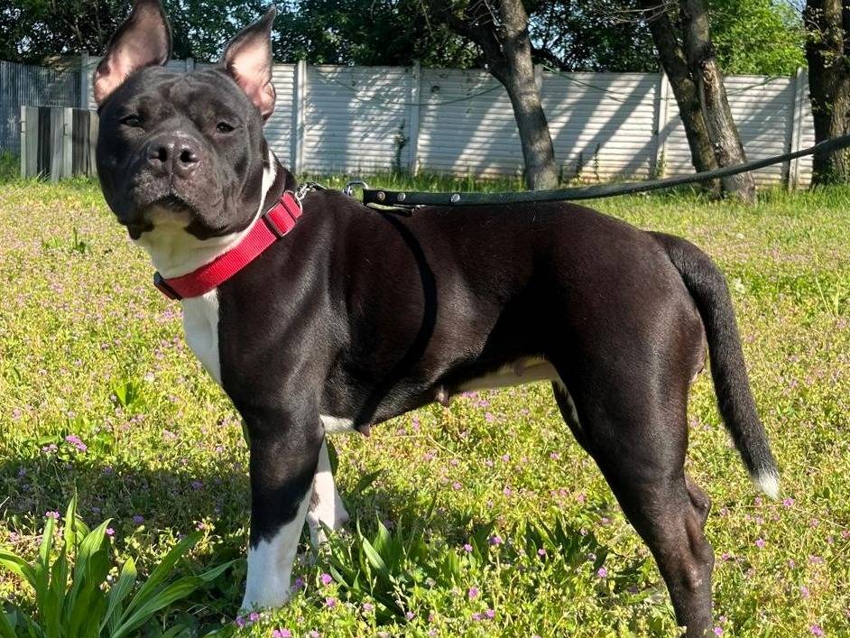 Adozione cane, femmina, Razza sconosciuta Razza sconosciuta, 2 anni e 11 mesi, taglia media, Milano