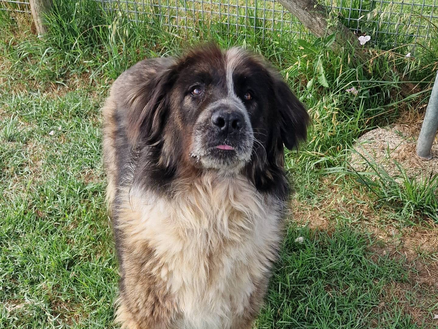 Adozione cane, femmina, Razza sconosciuta Razza sconosciuta, 1 anno e 5 mesi, taglia gigante, Latina