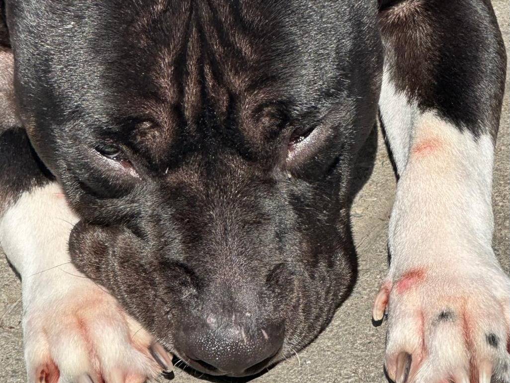 Vuoi adottare un cane a Milano?