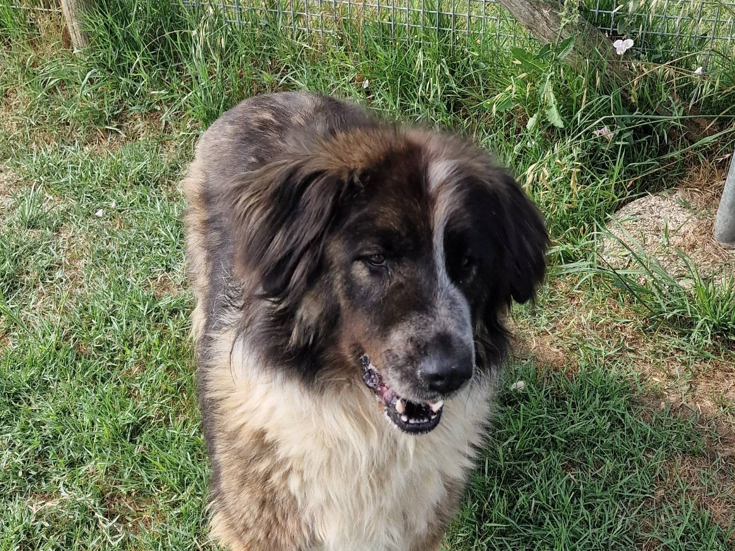 Adotta un cane, femmina, 1 anno e 5 mesi, Latina