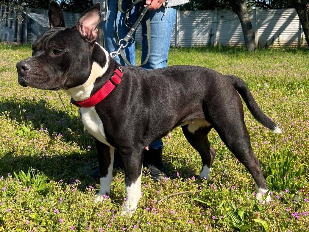 Adotta il cane ZARA a Milano