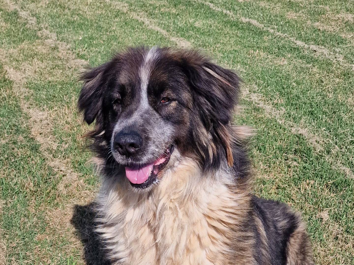 Adotta un cane, taglia gigante, femmina, Latina