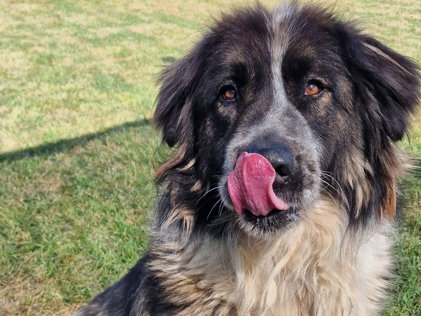 Vuoi adottare un cane a Latina?