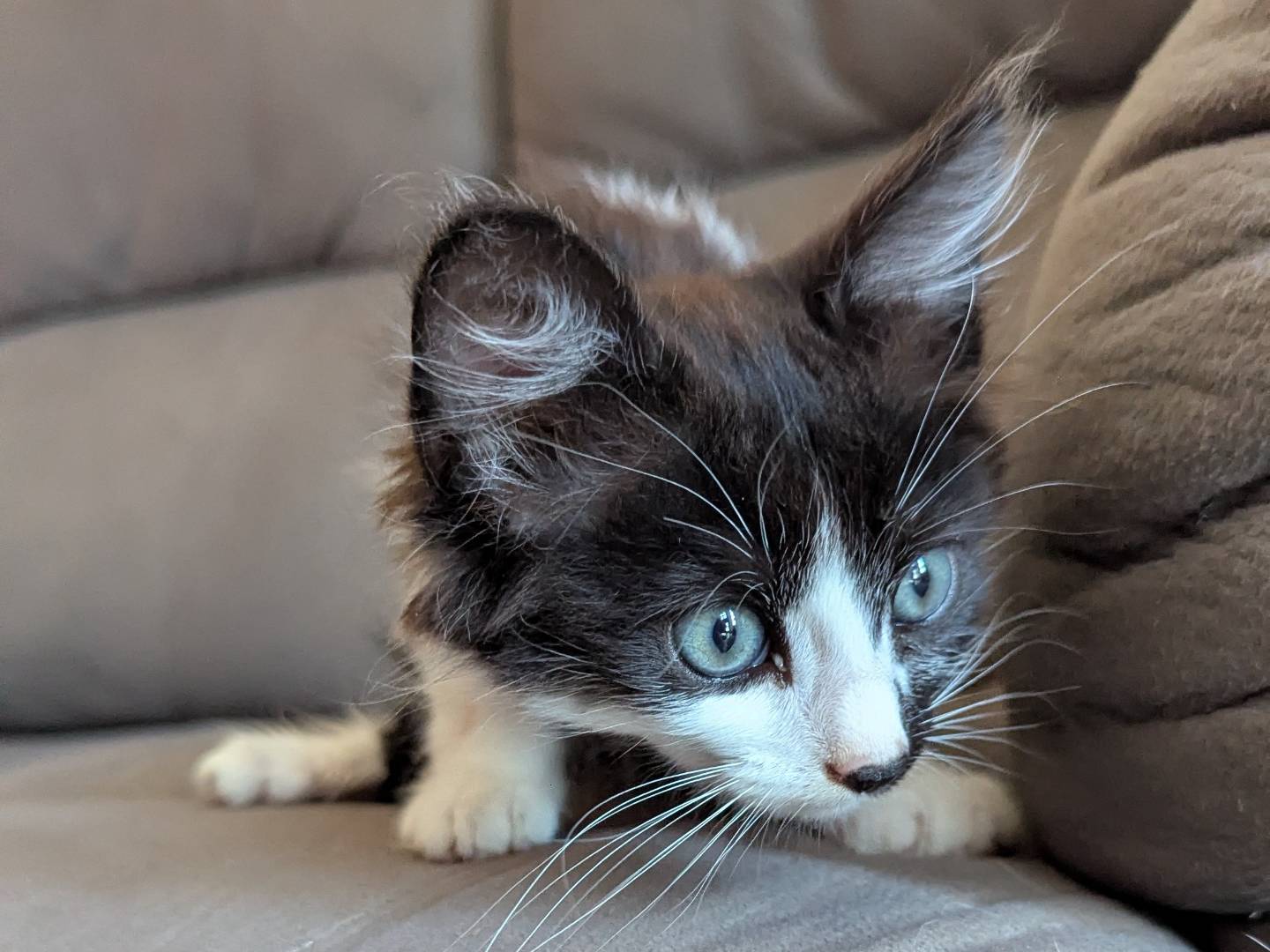 Adozione gatto, maschio, Razza sconosciuta Razza sconosciuta, 2 mesi, taglia non valida, Teramo