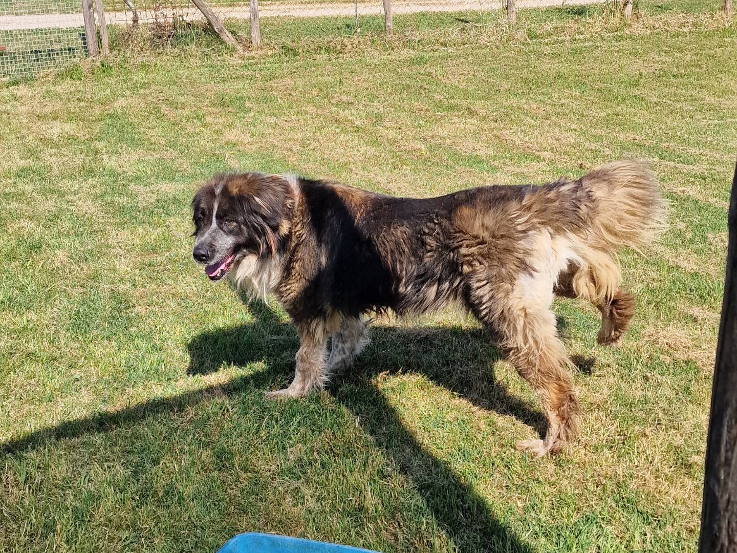 Adotta il cane Alda a Latina