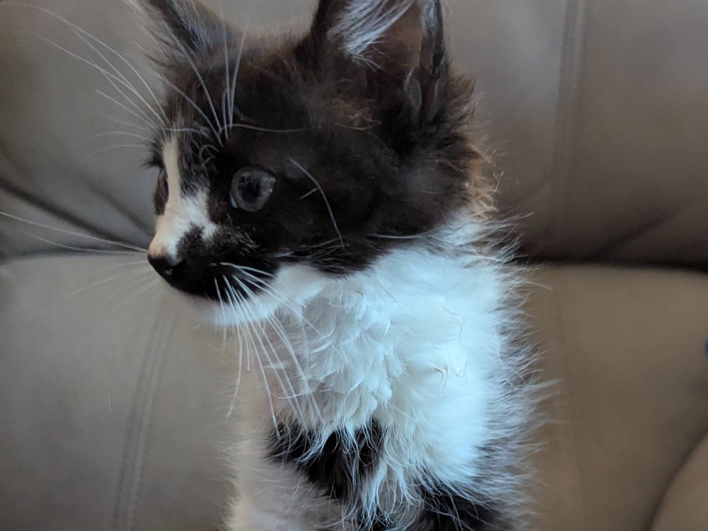 Adotta un gatto, maschio, 2 mesi, Teramo