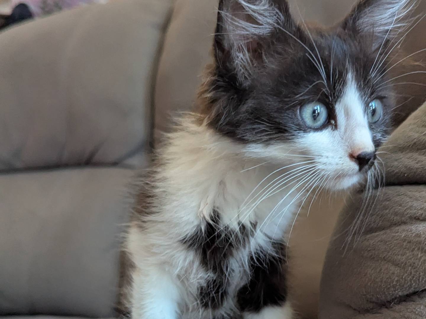 Adotta un gatto, taglia non valida, maschio, Teramo