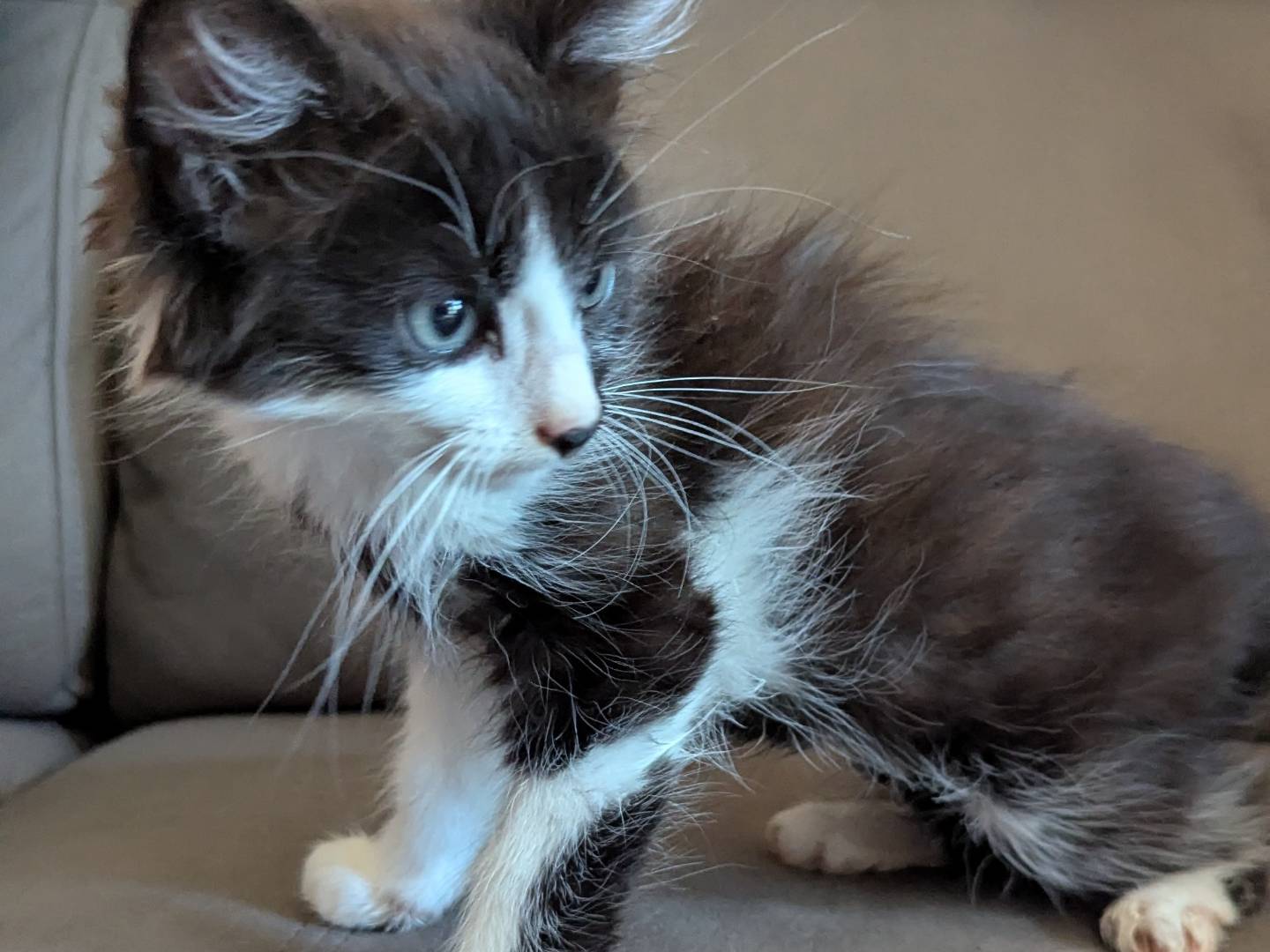 Vuoi adottare un gatto a Teramo?