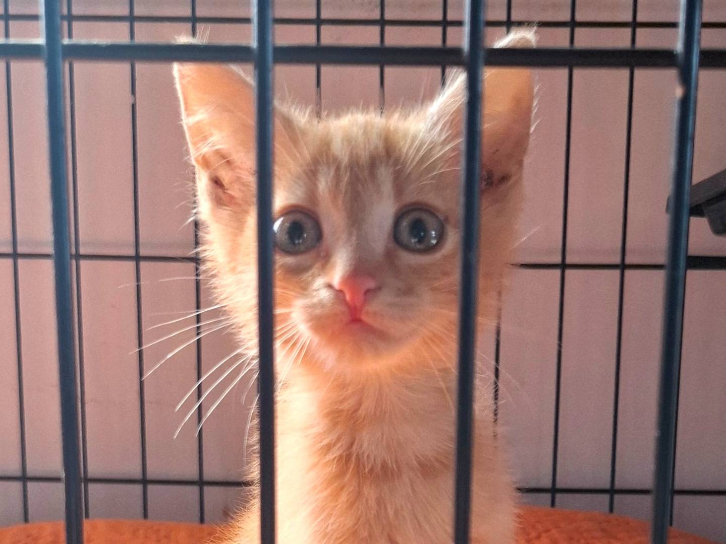 Adozione gatto, maschio, Razza sconosciuta Razza sconosciuta, 3 mesi, taglia non valida, Roma