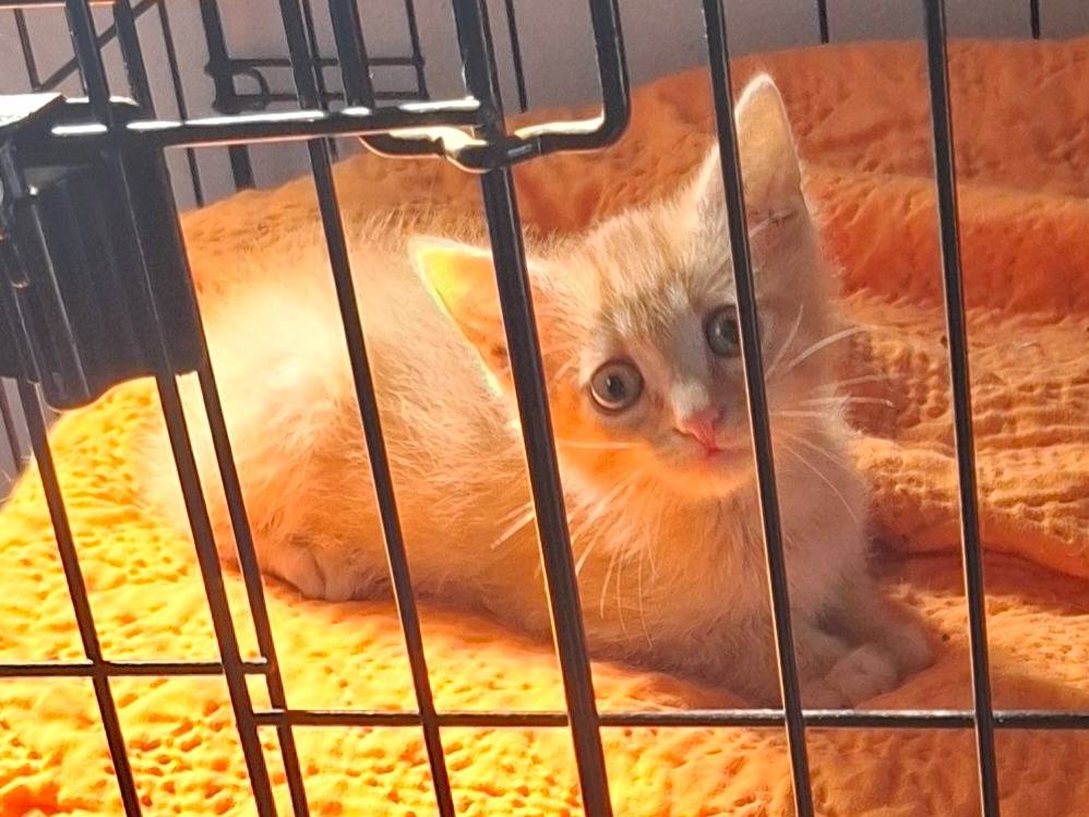 Adotta un gatto, maschio, 3 mesi, Roma