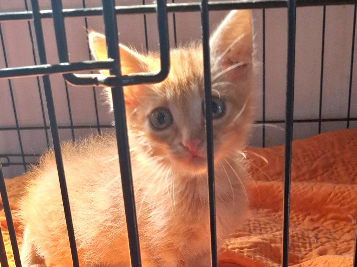 Adotta un gatto, taglia non valida, maschio, Roma