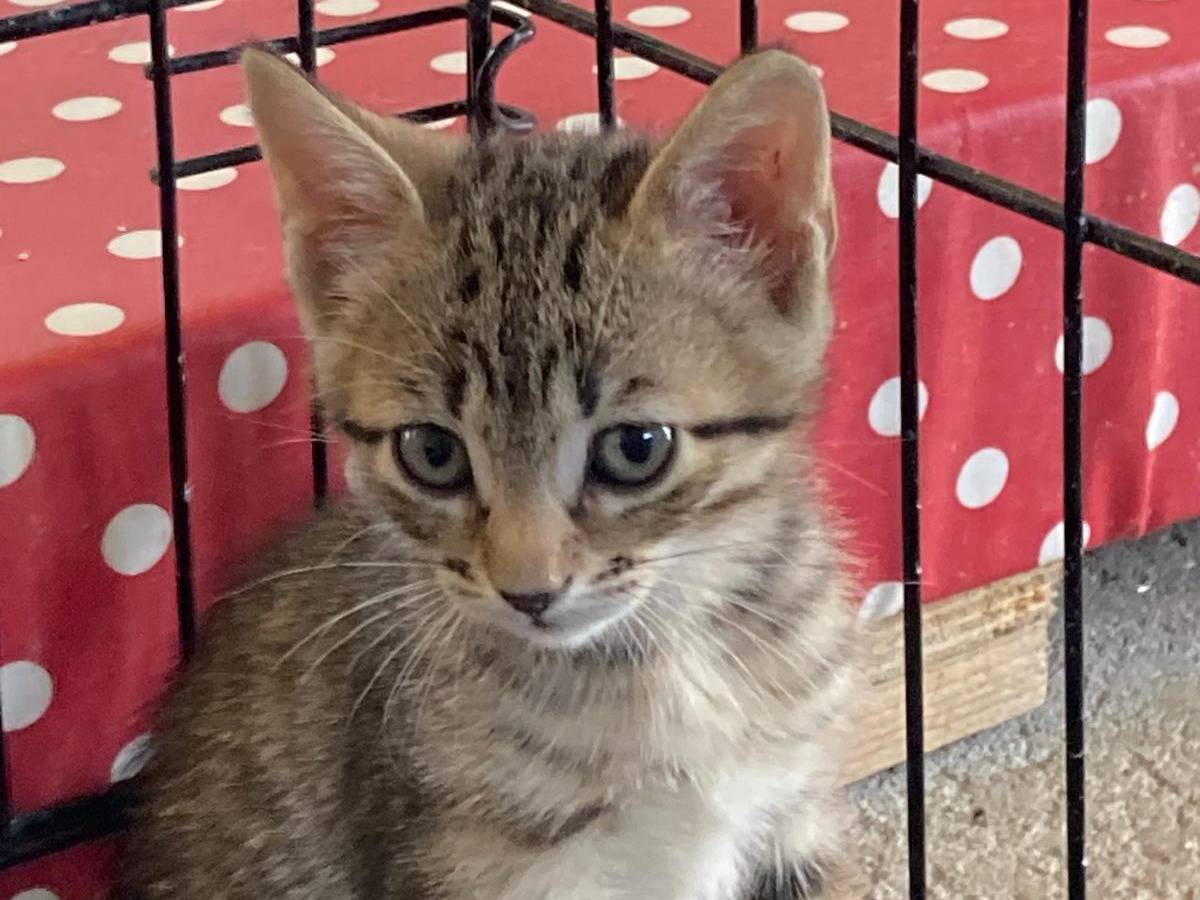 Adotta un gatto, maschio, 2 mesi, Pisa
